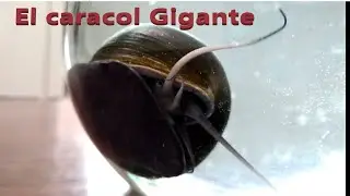 EL CARACOL GIGANTE Excelente opción para tu pecera