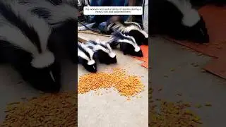 This woman rescued a family of skunks during a heavy rain and adopted them #animalshorts #skunks