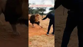 A kind man adopted a lonely lion cub and raised it with love