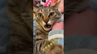 Angry cat. 😾 #cat #angrycat #funny #shorts #video