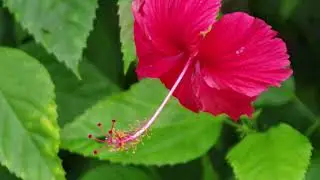 2025-07-28三伏田園朱槿豔