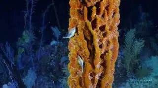 Amazing Night on the Dive Belize Barrier Reef