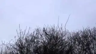 Zeearend Raamdal Escharen