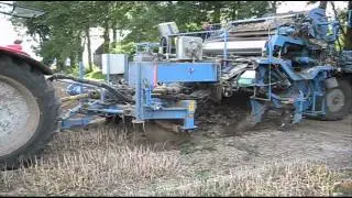 Loonbedrijf Kok aan het tulpenrooien met een Vlaming rooimachine