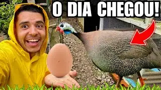 Ninho de galinha da Angola | coleta de ovos e Pintinhos | Aves Recriar