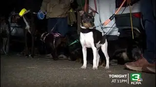 KCRA 3 Exclusive: Group of urban ratters with dogs work to rid Sacramento streets of rodents