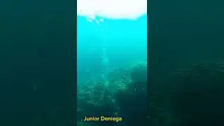 #salps#salpafusiformis#tunicata#thaliacea#salpidae#shorts#pescadorisland#moalboal#cebu#🇵🇭