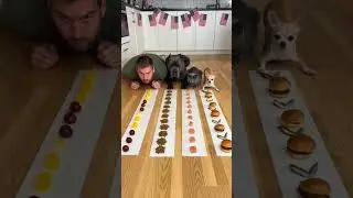 This dog wins like he&rsquo;s been training for years 😭😂 #dog #cat #eatingchallenge #food #pets