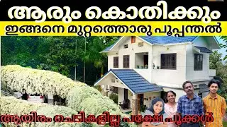 മുറ്റത്തും മട്ടുപ്പാവിലും പന്തലിലും മനംമയക്കും മണിമുല്ല എവിടെയും എങ്ങനെയും വളർത്താം ഈ സുര സുന്ദരിയെ