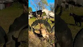 cute goats playing on their diy playground #goats #animals #farm