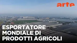 Paesi Bassi: il laboratorio agricolo del mercato libero | ARTE.tv Documentari