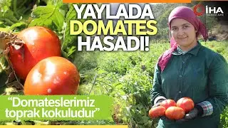 Yayla Domatesinde Hasat Sürüyor