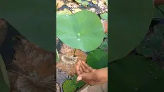 Lotus leaf.....the water drop is diamond  #views #viral #lotus #flowers #leaf