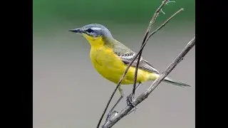 Yellow wagtail 1h bird sound
