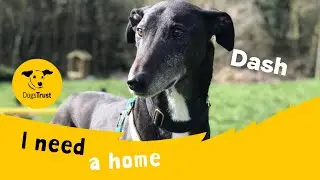 Dash the gorgeous Greyhound | Dogs Trust Ilfracombe
