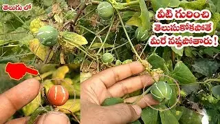 వీటి గురించి తెలుసుకోకపోతే మీరే నష్టపోతారు | diplocyclos palmatus (linga donda kayalu) | లింగదొండ