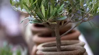 Выращиваем оливу из косточки оливки из консервов.