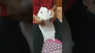 Rabbit Dance | #BalaChallenge