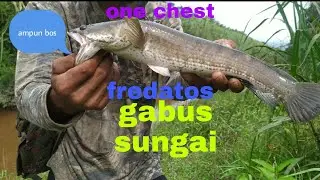 kesting gabus di pagi hari || vull sambaran