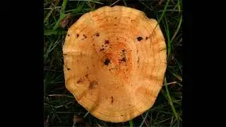 Lactarius zonarius