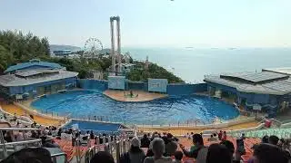 🐬 【4K ULTRA HD】Hong Kong Ocean Park Dolphin Explorations｜Dec 29, 2025