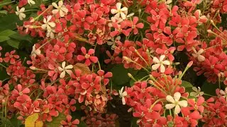 Rangoon Creepers is Blooming white pink hot pink toRED | Madhumalti | Medthsalakh |Combretum indicum