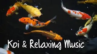 [4K] Beautiful Relax Music with Colorful Japanese Koi Carp Fish