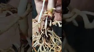 Aglaonema TERMAHAL‼️ CUMA KOLEKTOR SULATAN YANG BISA BELI #shoorts #aglonema #tanamanhias #sultan
