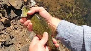 PNW Bass Release