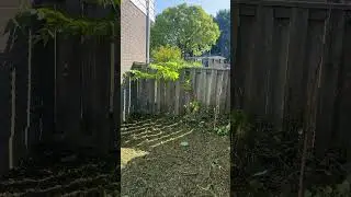 POV: You Find a Wasp Nest During Yard Cleanup 🐝😱🤣
