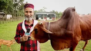 Izzy Village Visits Khaled Cattle Farm in Bangladesh
