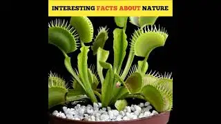 DO YOU KNOW ❓ #interstingfacts#facts #nature #factsaboutnature