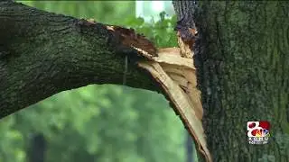 Tree almost fell on house in Southeast Columbia