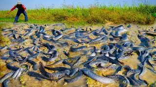 Top best hand fishing, pick duck eggs in the rice field and catch fish by hand amazing