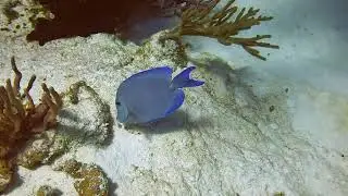 Fish Grazing Coral Cozumel Feb 2024