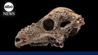 A rare glimpse of the dome-headed dinosaur fossil