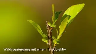 Waldspaziergang mit einem Teleobjektiv