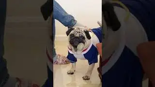ASMR Pugs Pug Dogs Different Eating Food Meat and Fresh Fruit Ep 119