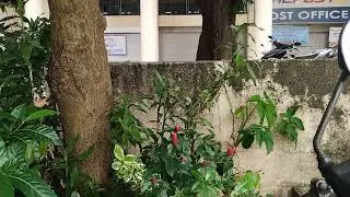 Examiner to Quezon City Central Post Office