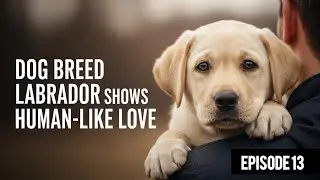Dog Breed Labrador Retriever Shows Human-Like Love | Episode #2 | Adorable Puppy Bonding