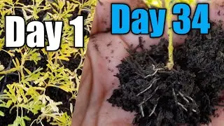 Brokoli Kuning/Golden Aralia : Menanam Brokoli Kuning Di Tray Semai