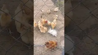 #bunny #rabbit #chicken #coop #together #eating #hopping #pecking #farm #animals #ytshorts