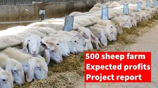 🐑 Отчёт о проекте по разведению 500 овец | Затраты и прибыль | Сельское хозяйство
