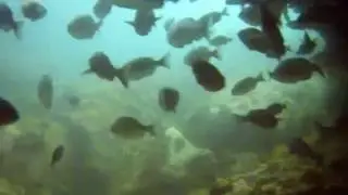 Partridge Point Scared Fishies