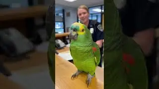 Parrot Calls Officer Emily the Real Reason Work Stops 😂