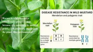 How Brocoli Became Disease-Resistant With Wild Mustard Genes