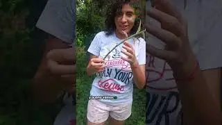 INTENTANDO REPRODUCIR PLANTA P&Iacute;TAMO O ITAMO REAL. LA CONOC&Iacute;AS? #PLANTS #PLANT #jardin