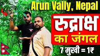 Rudraksh tree in Arun Vally Nepal| रूद्राक्ष की खेती नेपाल के इस गाँव में #nepalrudraksha #rudraksha