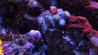 Mithrax Crab on Zoa 2