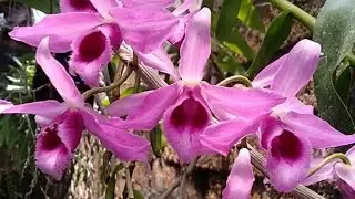 Anggrek Dendrobium anosmum var superbum sudah banyak yang knop